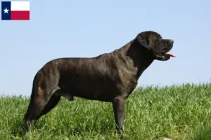 Read more about the article Bullmastiff breeders and puppies in Texas