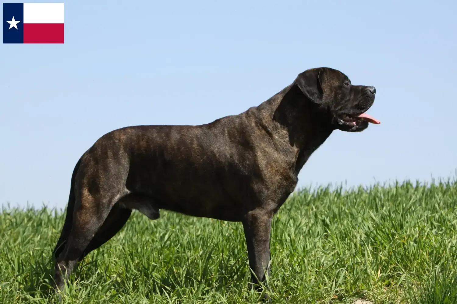 Read more about the article Bullmastiff breeders and puppies in Texas