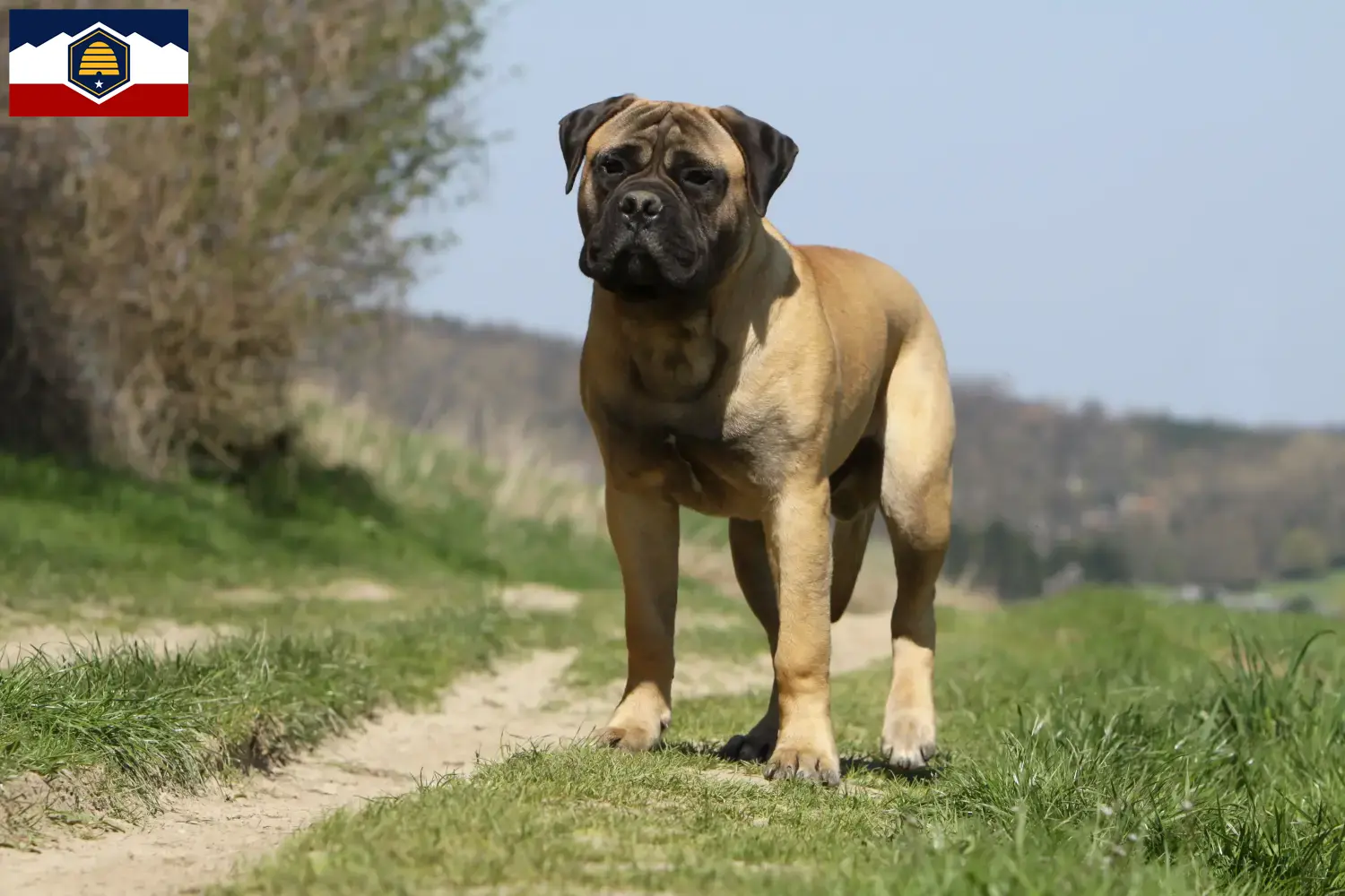 Read more about the article Bullmastiff breeders and puppies in Utah