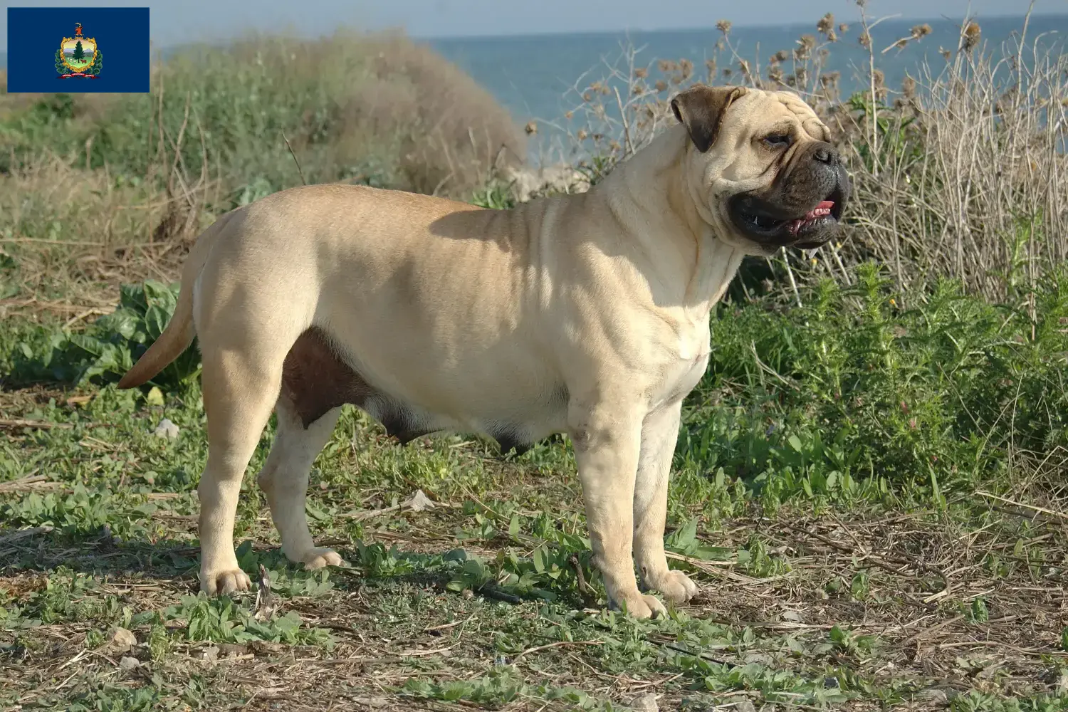 Read more about the article Bullmastiff breeders and puppies in Vermont