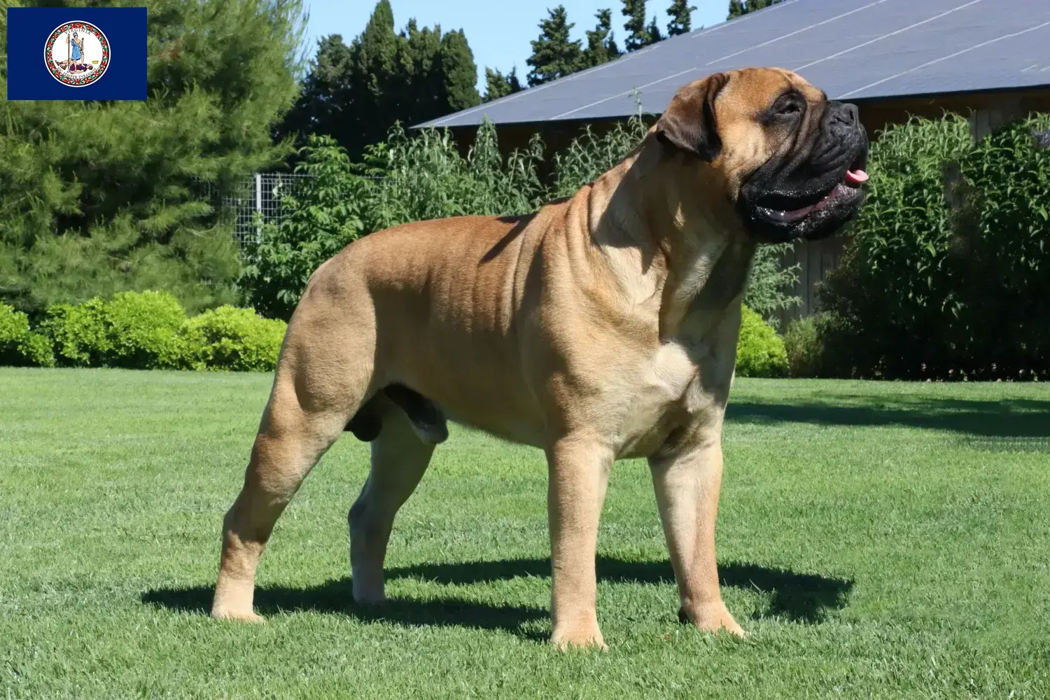 Read more about the article Bullmastiff breeders and puppies in Virginia
