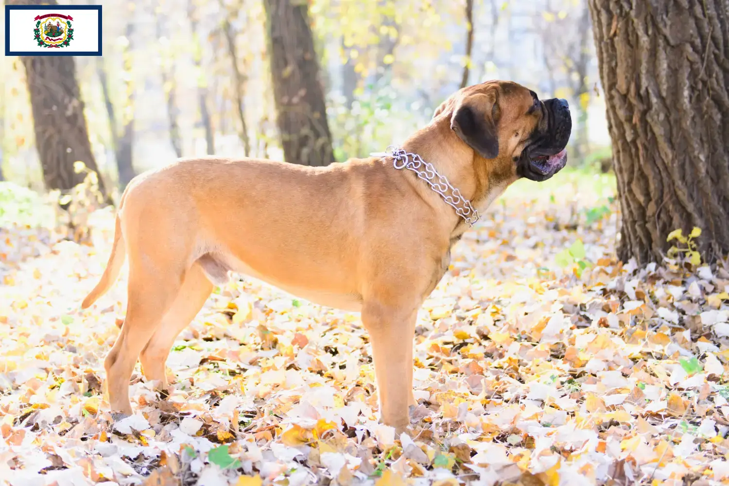 Read more about the article Bullmastiff breeders and puppies in West Virginia