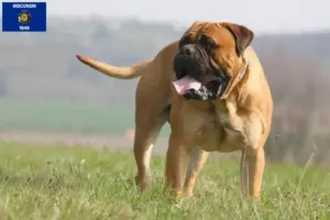 Read more about the article Bullmastiff breeders and puppies in Wisconsin