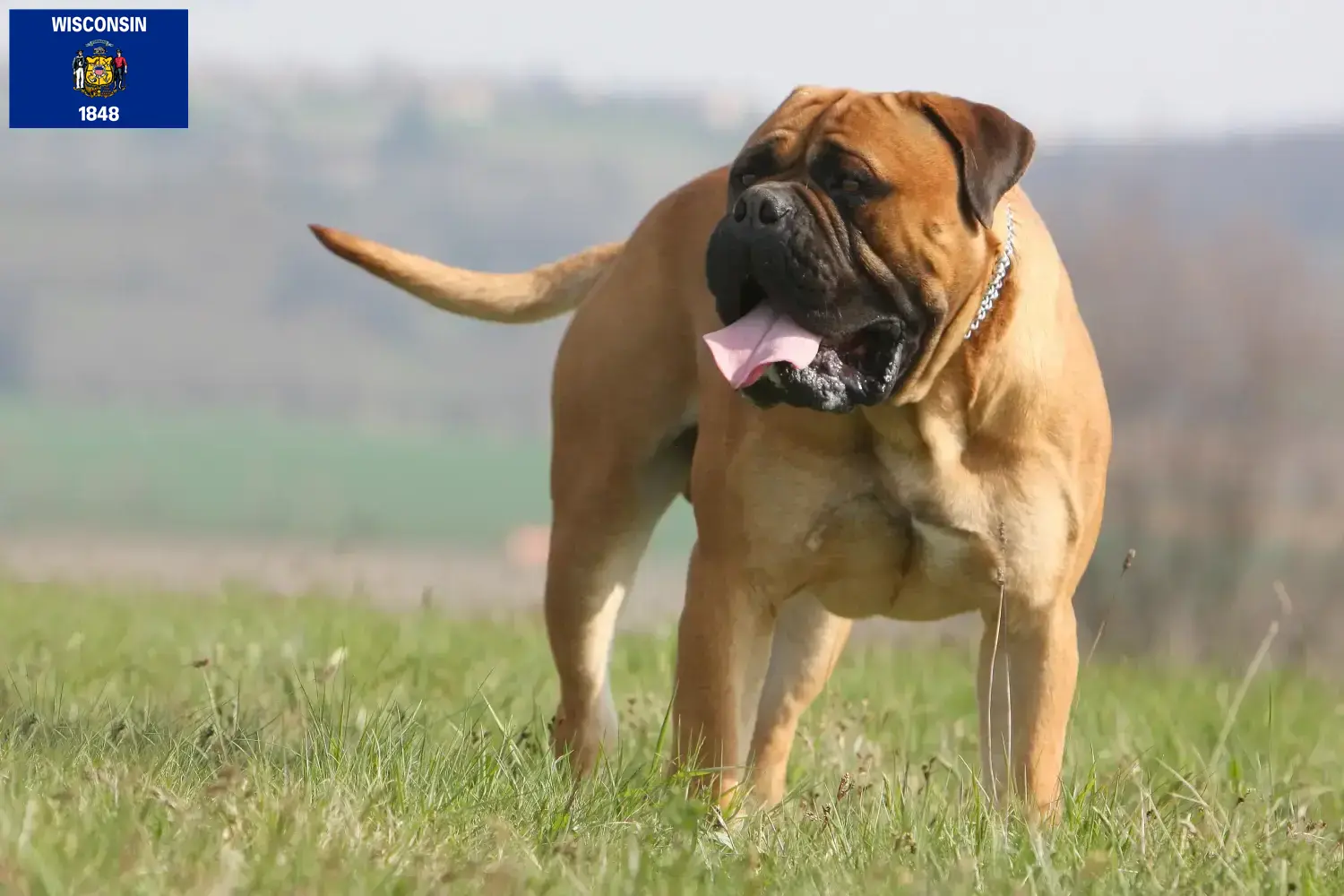 Read more about the article Bullmastiff breeders and puppies in Wisconsin