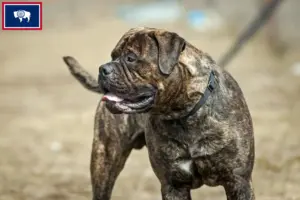 Read more about the article Bullmastiff breeders and puppies in Wyoming