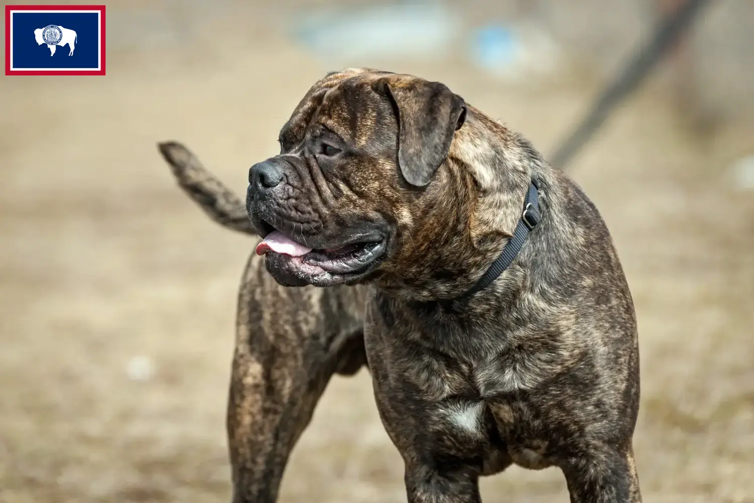 Read more about the article Bullmastiff breeders and puppies in Wyoming
