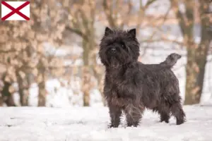 Read more about the article Cairn Terrier Breeders and Puppies in Alabama