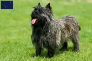 Read more about the article Cairn Terrier Breeders and Puppies in Alaska