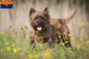 Read more about the article Cairn Terrier Breeders and Puppies in Arizona
