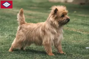 Read more about the article Cairn Terrier Breeders and Puppies in Arkansas