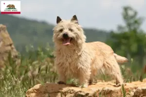 Read more about the article Cairn Terrier Breeders and Puppies in California