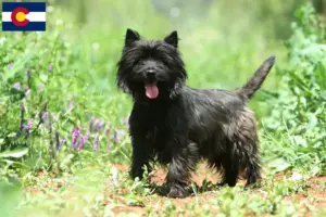 Read more about the article Cairn Terrier Breeders and Puppies in Colorado