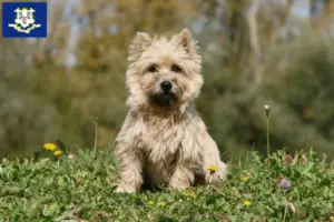 Read more about the article Cairn Terrier breeders and puppies in Connecticut