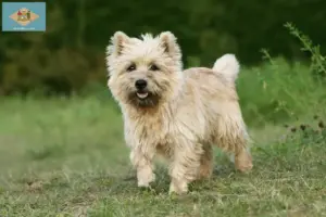 Read more about the article Cairn Terrier breeders and puppies in Delaware