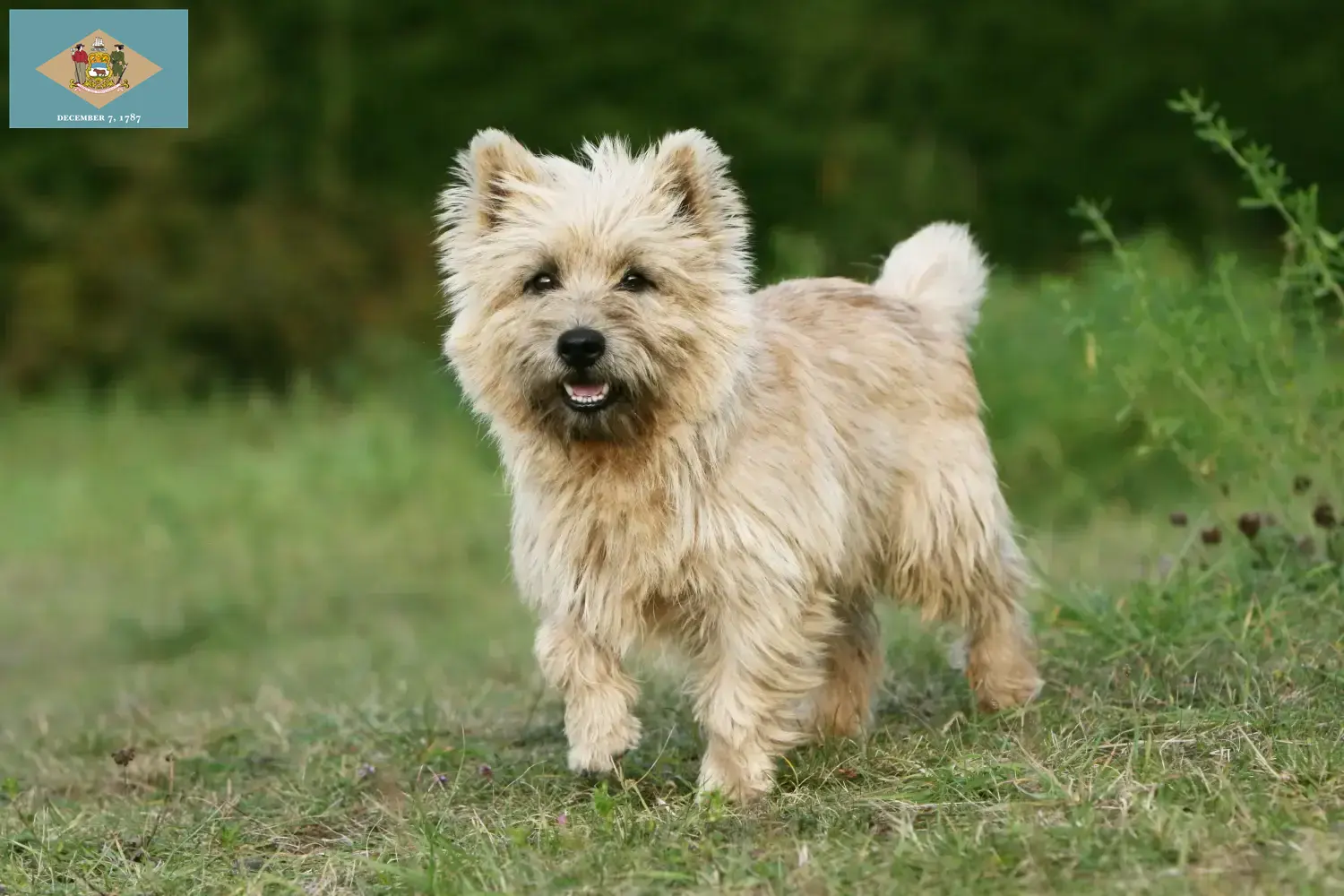 Cairn Terrier puppies and breeders Delaware Find Cairn Terrier breeders in Delaware.