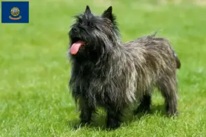Read more about the article Cairn Terrier Breeders and Puppies in Idaho