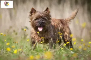 Read more about the article Cairn Terrier Breeders and Puppies in Illinois