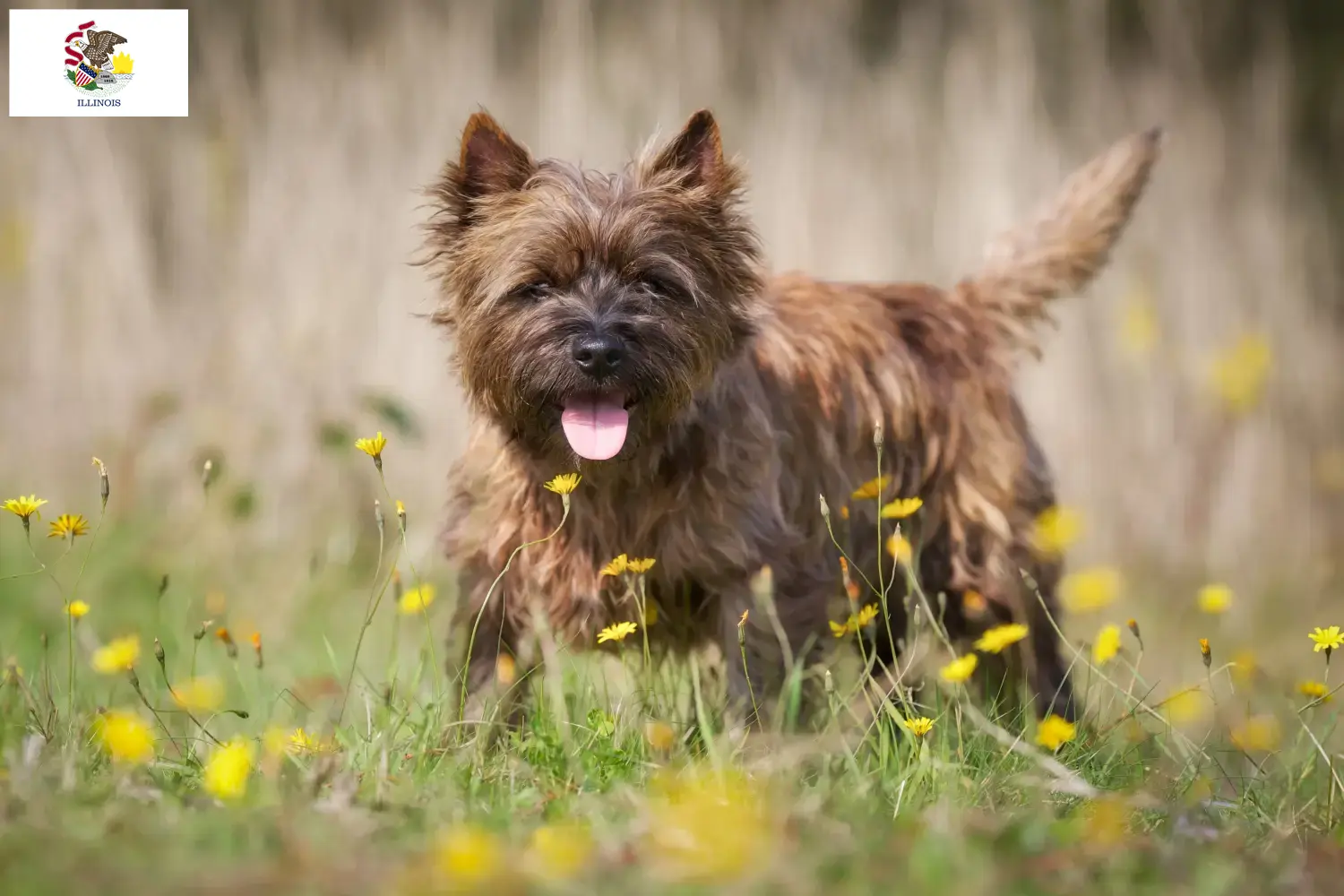 Cairn Terrier puppies and breeders Illinois Find Cairn Terrier breeders in Illinois.
