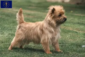 Read more about the article Cairn Terrier Breeders and Puppies in Indiana