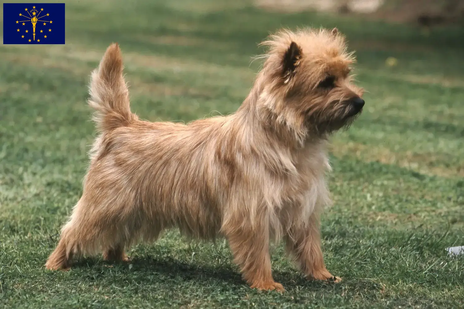 Cairn Terrier puppies and breeders Indiana Find Cairn Terrier breeders in Indiana.