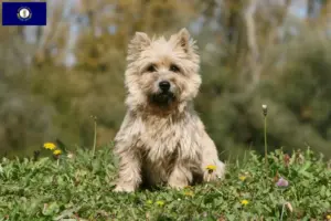 Read more about the article Cairn Terrier breeders and puppies in Kentucky