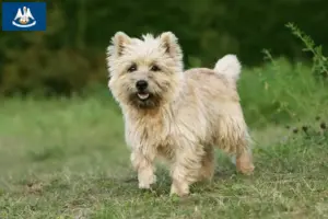 Read more about the article Cairn Terrier Breeders and Puppies in Louisiana