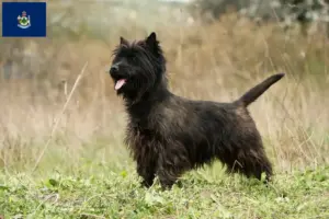 Read more about the article Cairn Terrier breeders and puppies in Maine