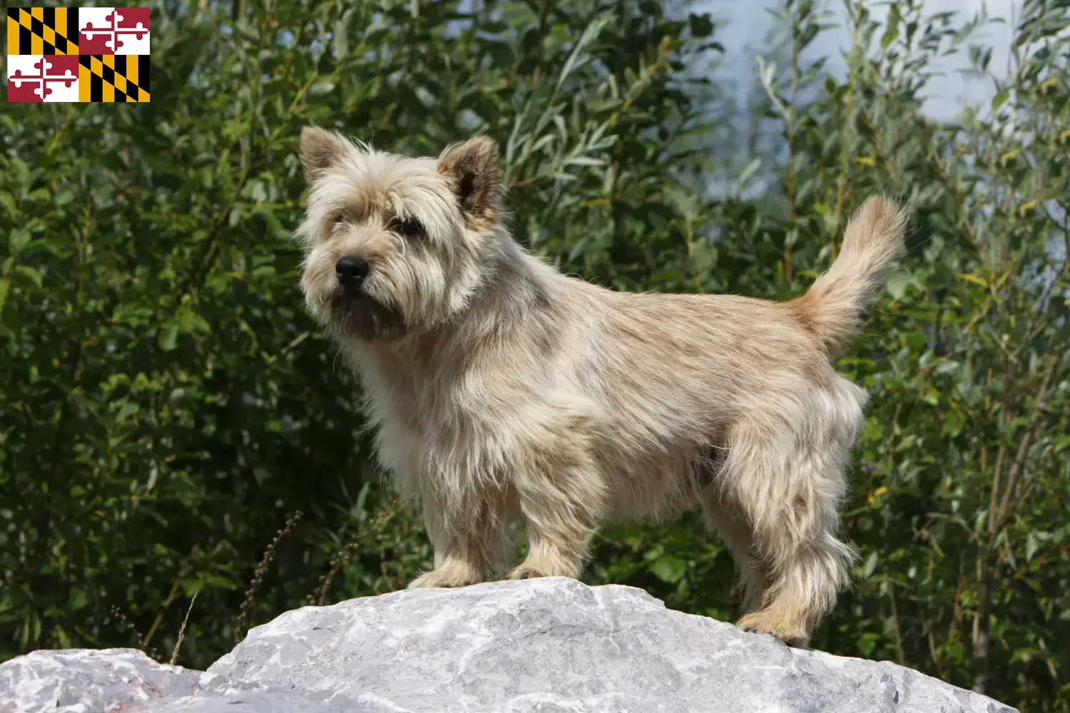 Cairn Terrier puppies and breeder Maryland Find Cairn Terrier breeders in Maryland.
