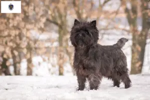 Read more about the article Cairn Terrier Breeders and Puppies in Massachusetts
