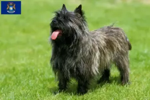 Read more about the article Cairn Terrier Breeders and Puppies in Michigan