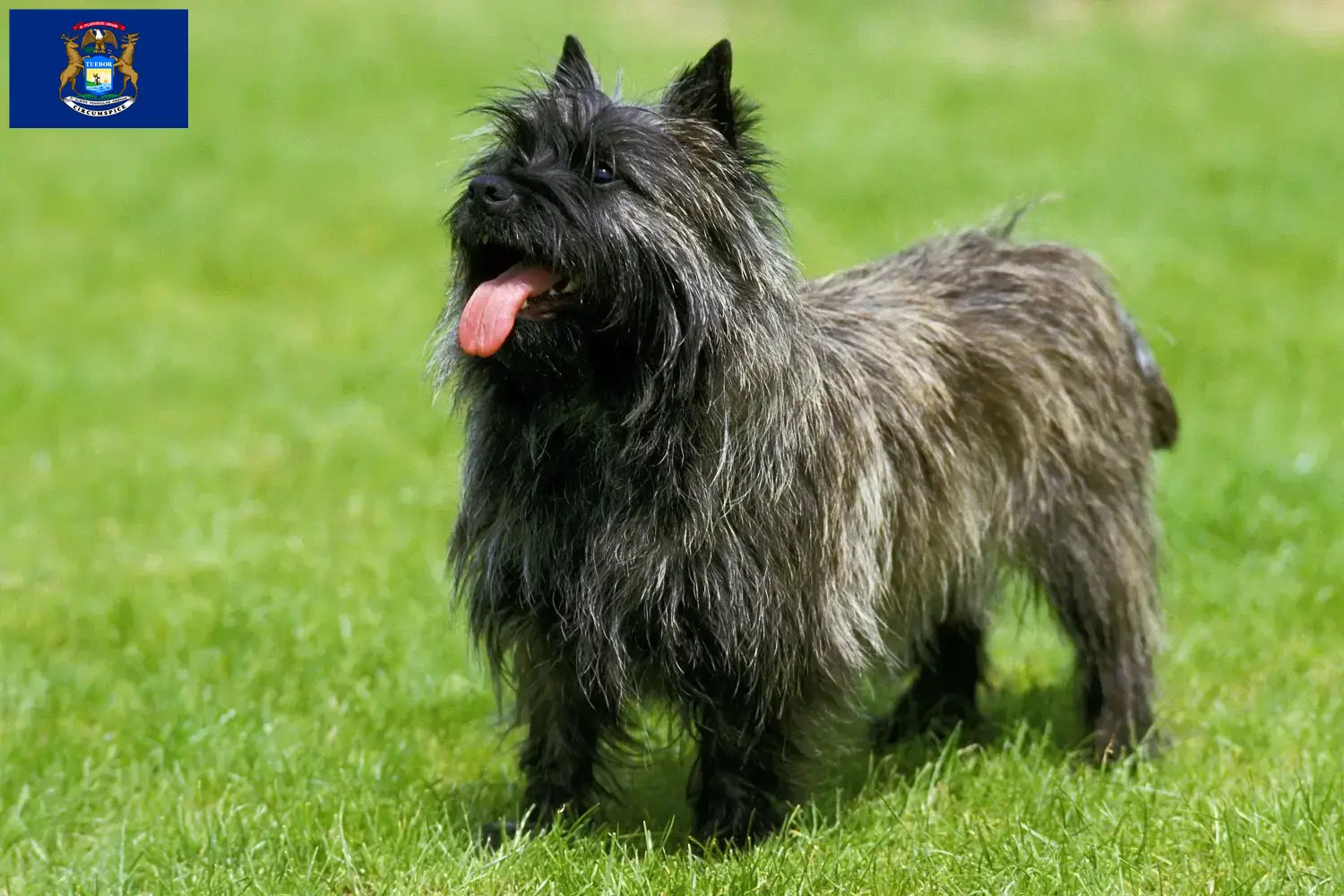 Cairn Terrier puppies and breeders Michigan Find Cairn Terrier breeders in Michigan.
