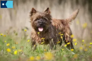 Read more about the article Cairn Terrier Breeders and Puppies in Minnesota