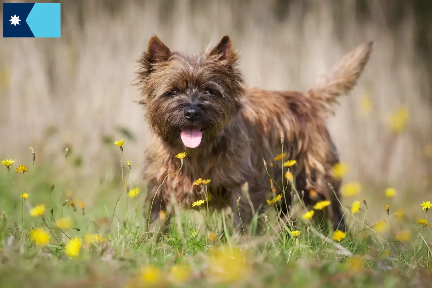 Cairn Terrier puppies and breeders Minnesota Find Cairn Terrier breeders in Minnesota.