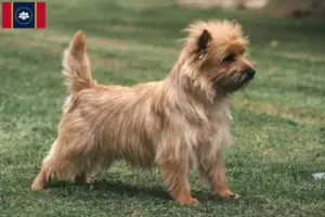 Read more about the article Cairn Terrier Breeders and Puppies in Mississippi