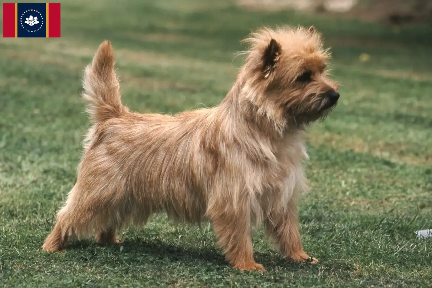 Cairn Terrier puppies and breeders Mississippi Find Cairn Terrier breeders in Mississippi.