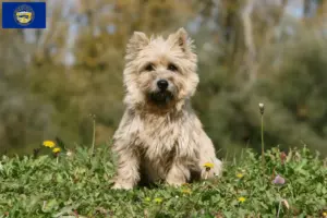 Read more about the article Cairn Terrier Breeders and Puppies in Nebraska