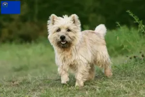 Read more about the article Cairn Terrier Breeders and Puppies in Nevada