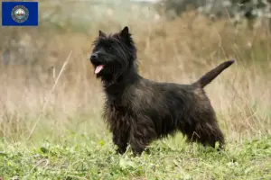 Read more about the article Cairn Terrier Breeders and Puppies in New Hampshire