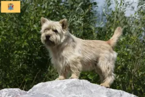 Read more about the article Cairn Terrier Breeders and Puppies in New Jersey