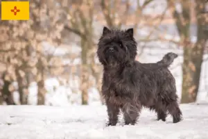 Read more about the article Cairn Terrier Breeders and Puppies in New Mexico