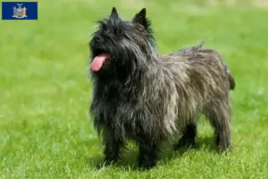 Read more about the article Cairn Terrier Breeders and Puppies in New York