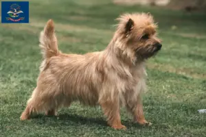 Read more about the article Cairn Terrier Breeders and Puppies in North Dakota