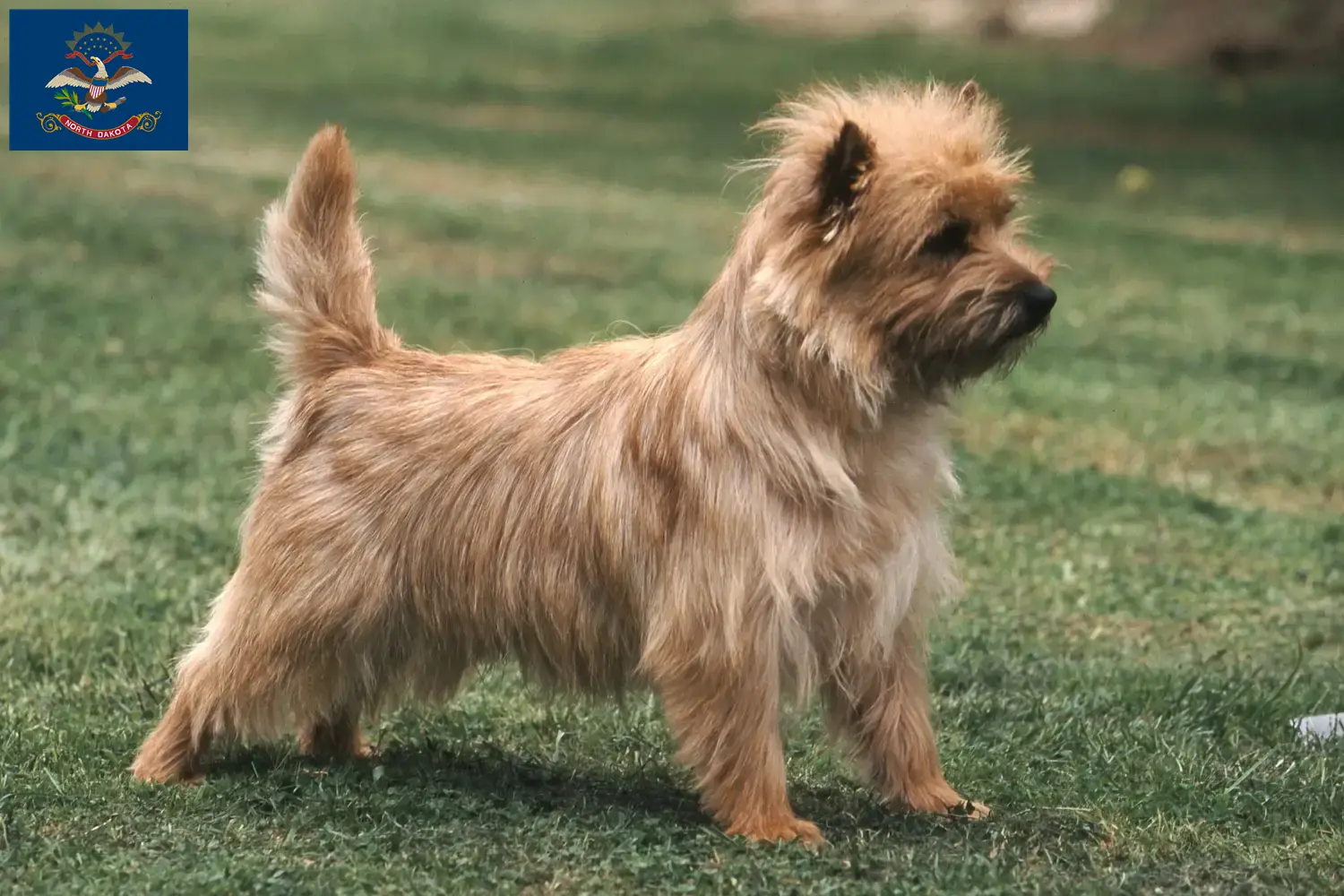 Cairn Terrier puppies and breeders North Dakota Find Cairn Terrier breeders in North Dakota.