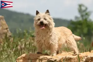 Read more about the article Cairn Terrier breeders and puppies in Ohio