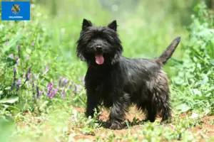 Read more about the article Cairn Terrier Breeders and Puppies in Oklahoma