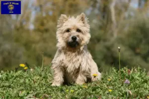 Read more about the article Cairn Terrier Breeders and Puppies in Oregon