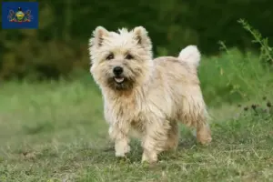 Read more about the article Cairn Terrier Breeders and Puppies in Pennsylvania