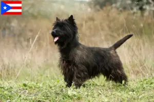 Read more about the article Cairn Terrier breeders and puppies in Puerto Rico