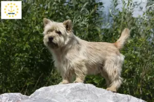 Read more about the article Cairn Terrier Breeders and Puppies in Rhode Island
