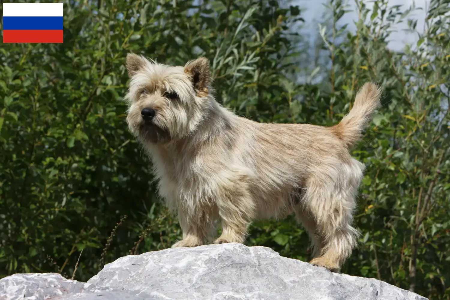 Cairn Terrier puppies and breeders Russia Find Cairn Terrier breeders in Russia.